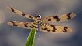 Rhyothemis graphiptera male-1710